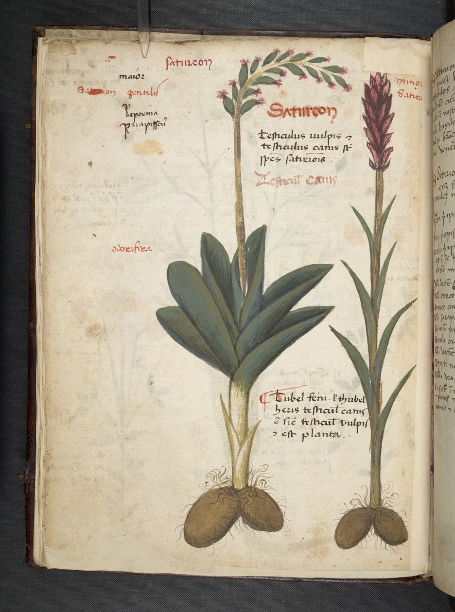 A herbal, Belluno by Italian School
