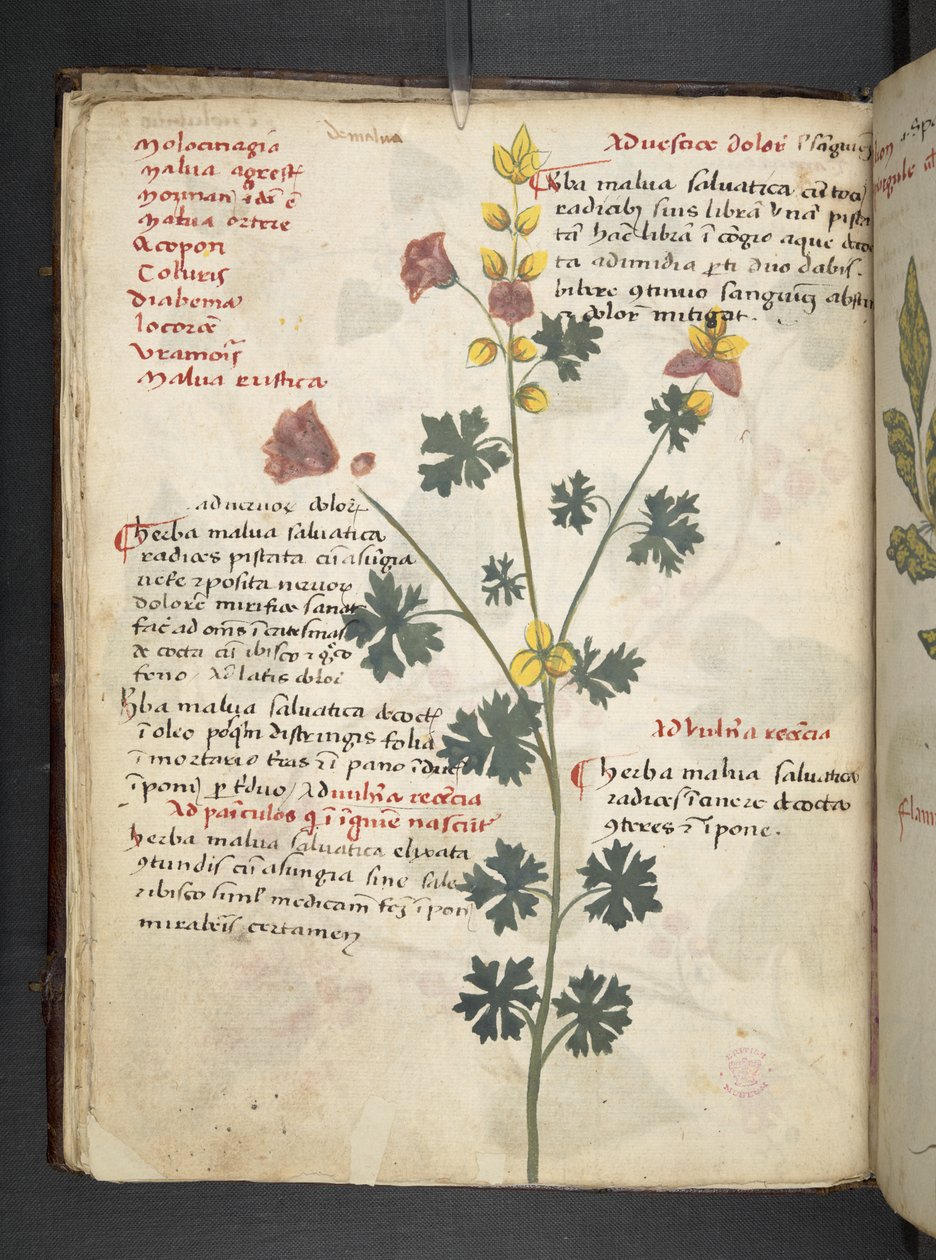 A herbal, Belluno by Italian School