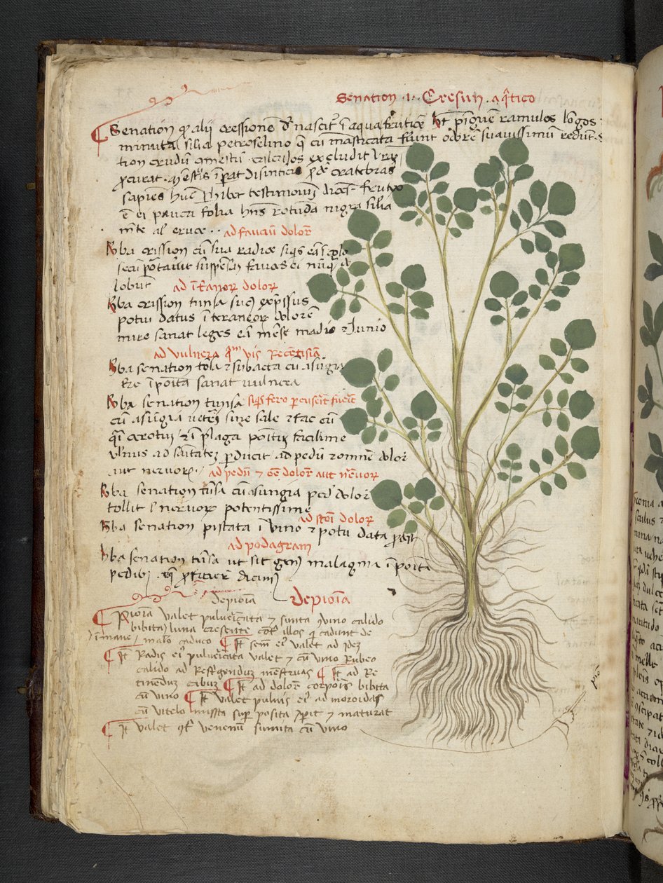 A herbal, Belluno by Italian School