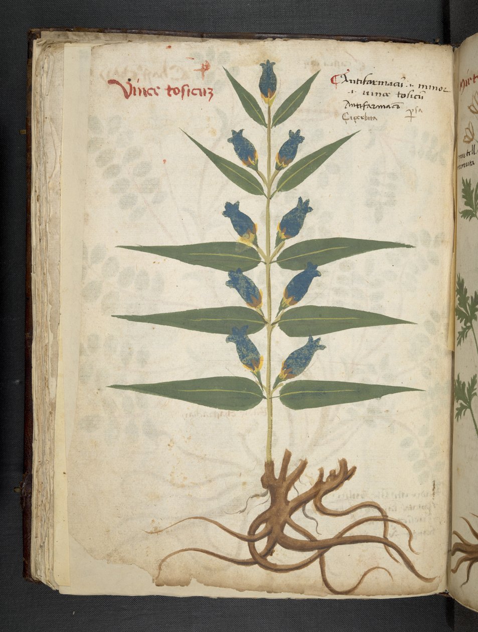 A Herbal, Belluno by Italian School