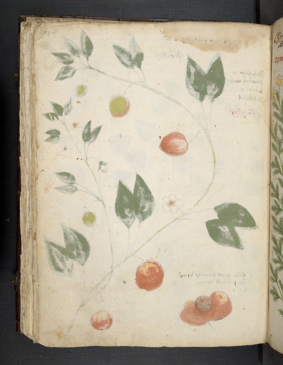A Herbal, Belluno by Italian School