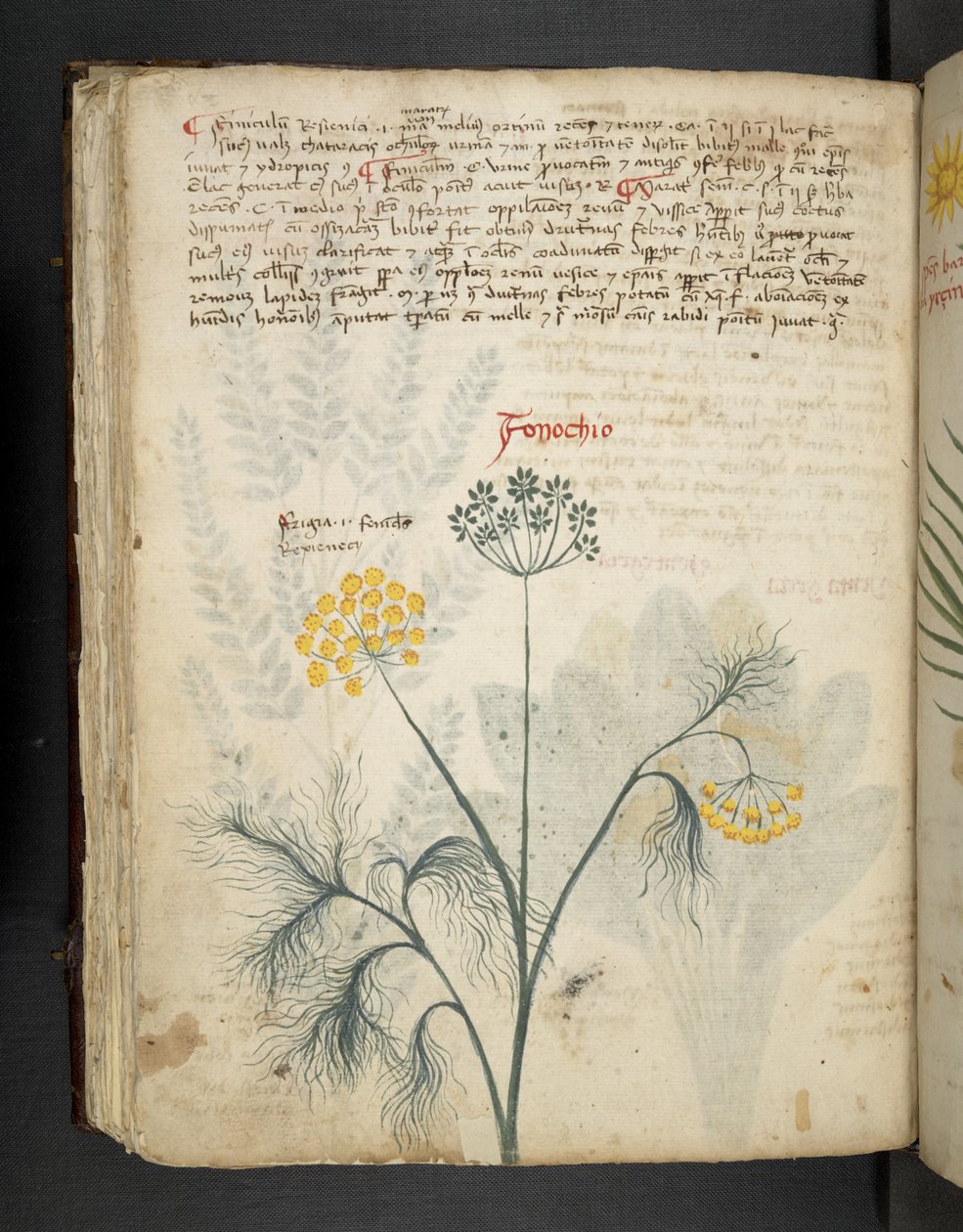 Finocchio, from 