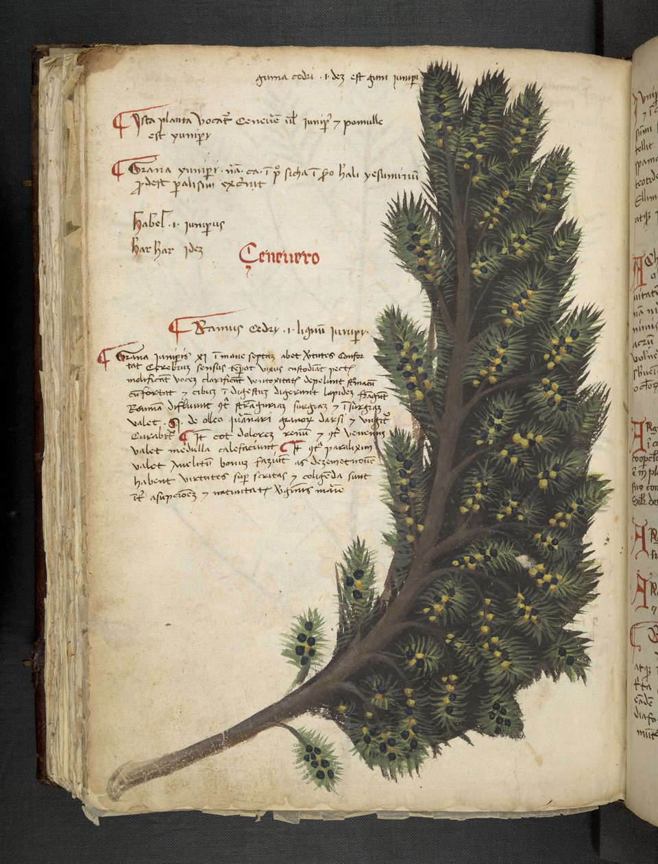 A Herbal, Belluno by Italian School