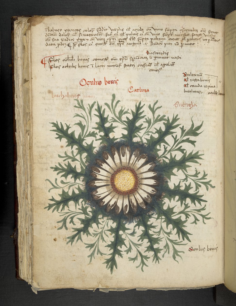 Carlina, A herbal, Belluno by Italian School