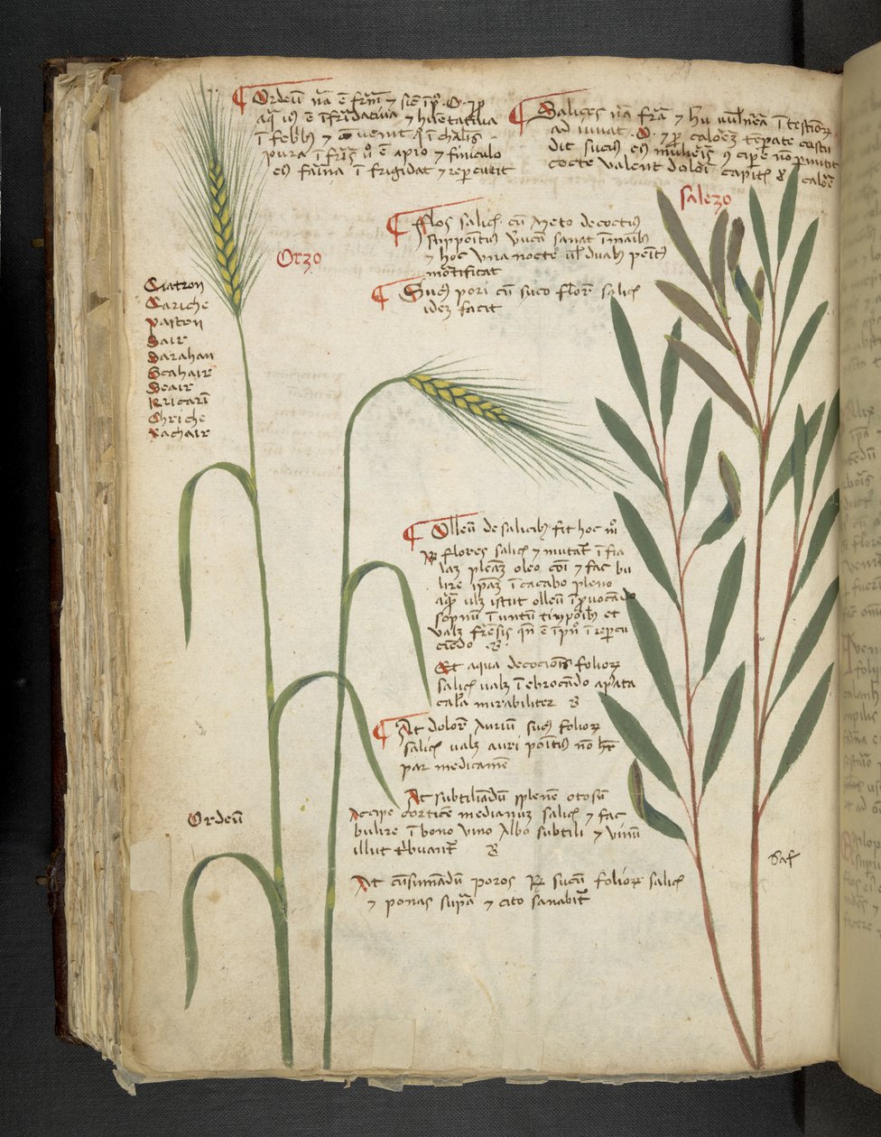 Orzo, from A Herbal, Belluno by Italian School