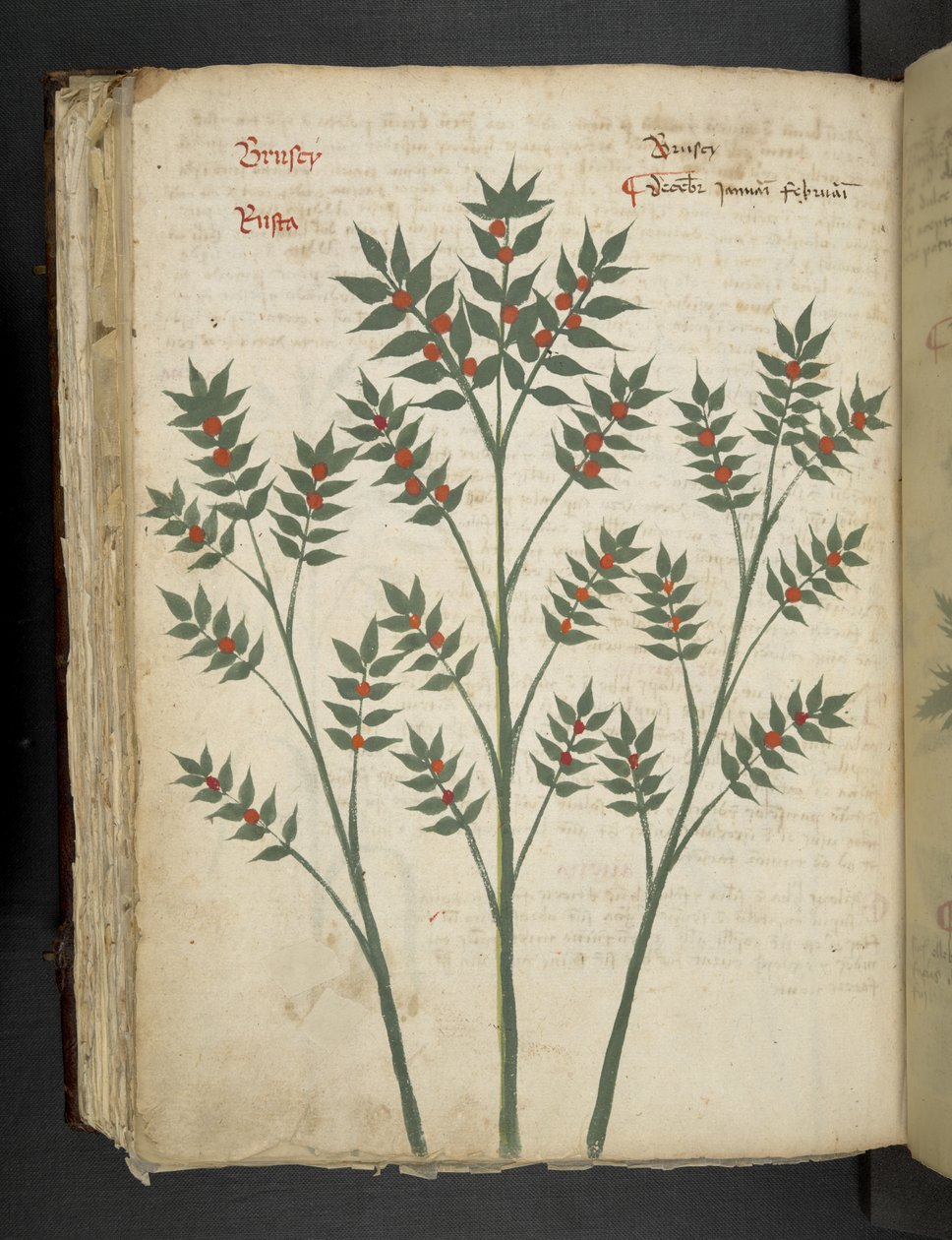 A herbal, Belluno by Italian School