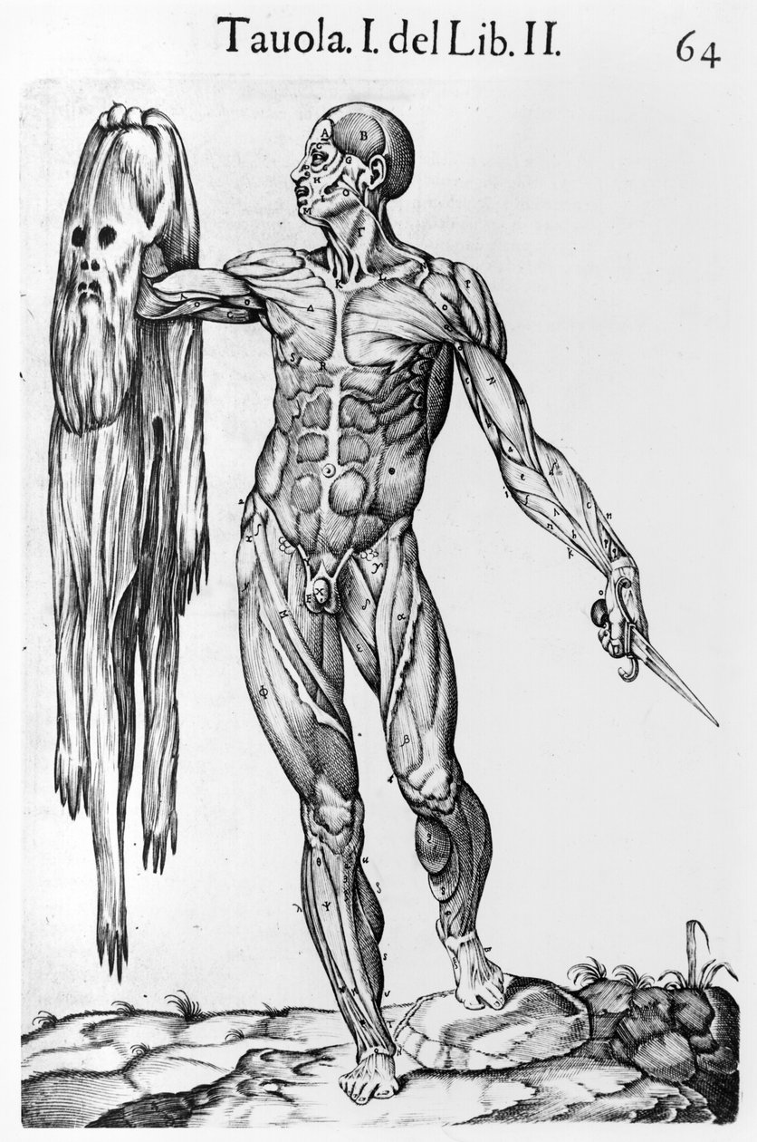Anatomical Study, plate 64, illustration from Anatomia del corpo humano by Juan de Valverde, Rome, 1560 by Italian School