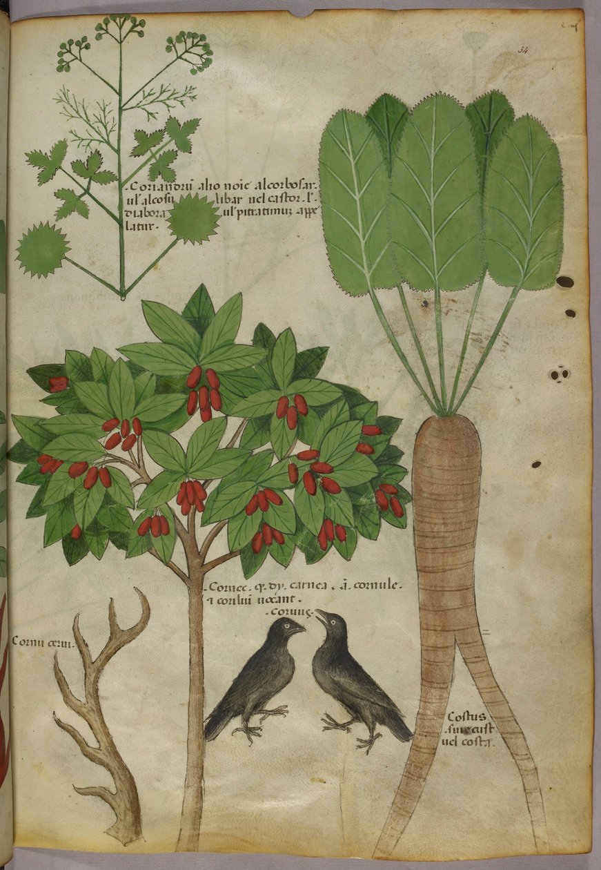 Botanical Illustration of Plants and Birds, c.1440 by Italian School