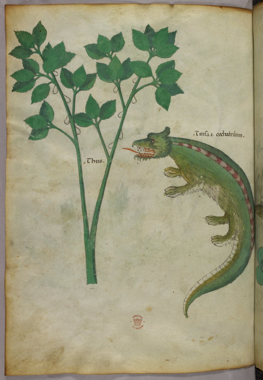 Botanical and animal illustration of a plant and a crocodile, c.1440 by Italian School