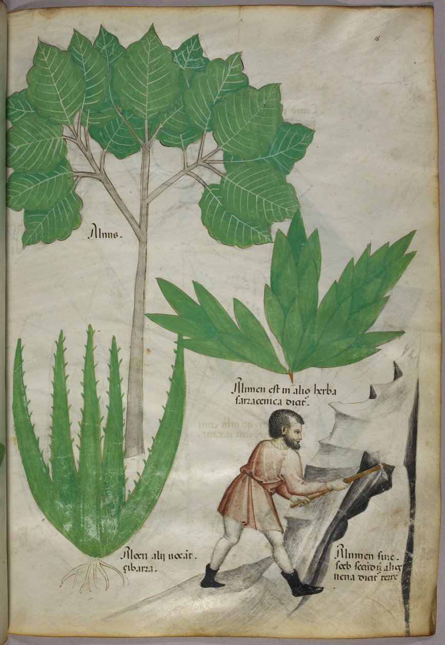 Botanical illustration of a man with an axe breaking rock to extract alum, c.1440 by Italian School