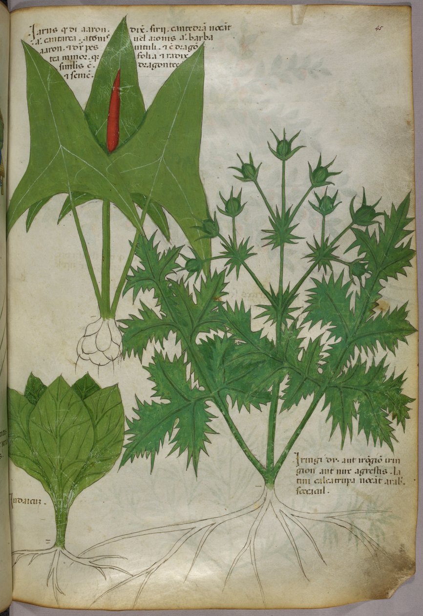 Botanical illustration, c.1440 by Italian School