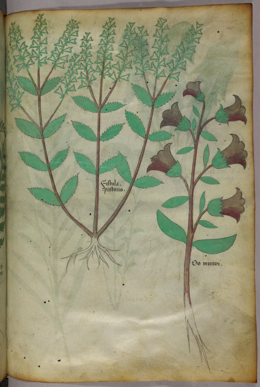 Botanical illustration, c.1440 by Italian School
