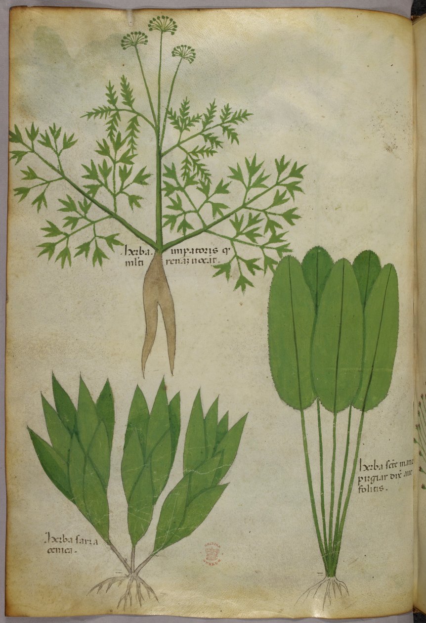 Botanical illustration, c.1440 by Italian School