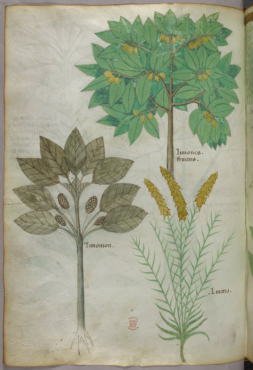 Botanical illustration, c.1440 by Italian School