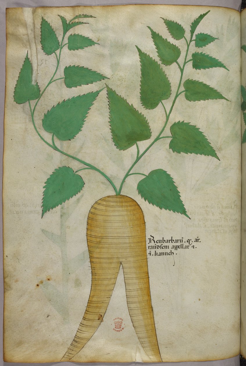 Botanical illustration, c.1440 by Italian School