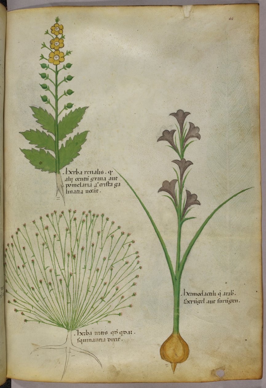 Botanical illustration, c.1440 by Italian School
