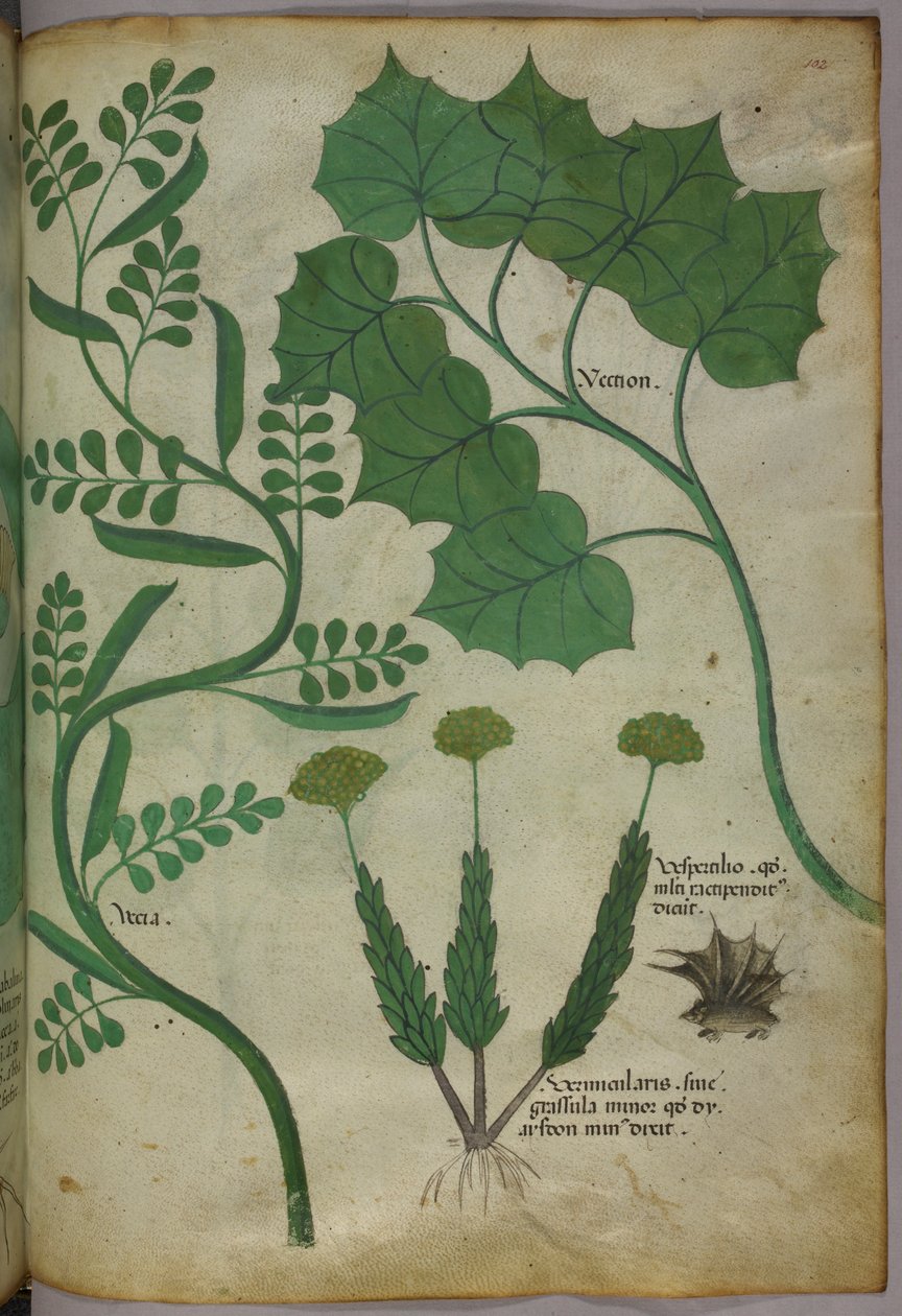 Botanical illustration, c.1440 by Italian School