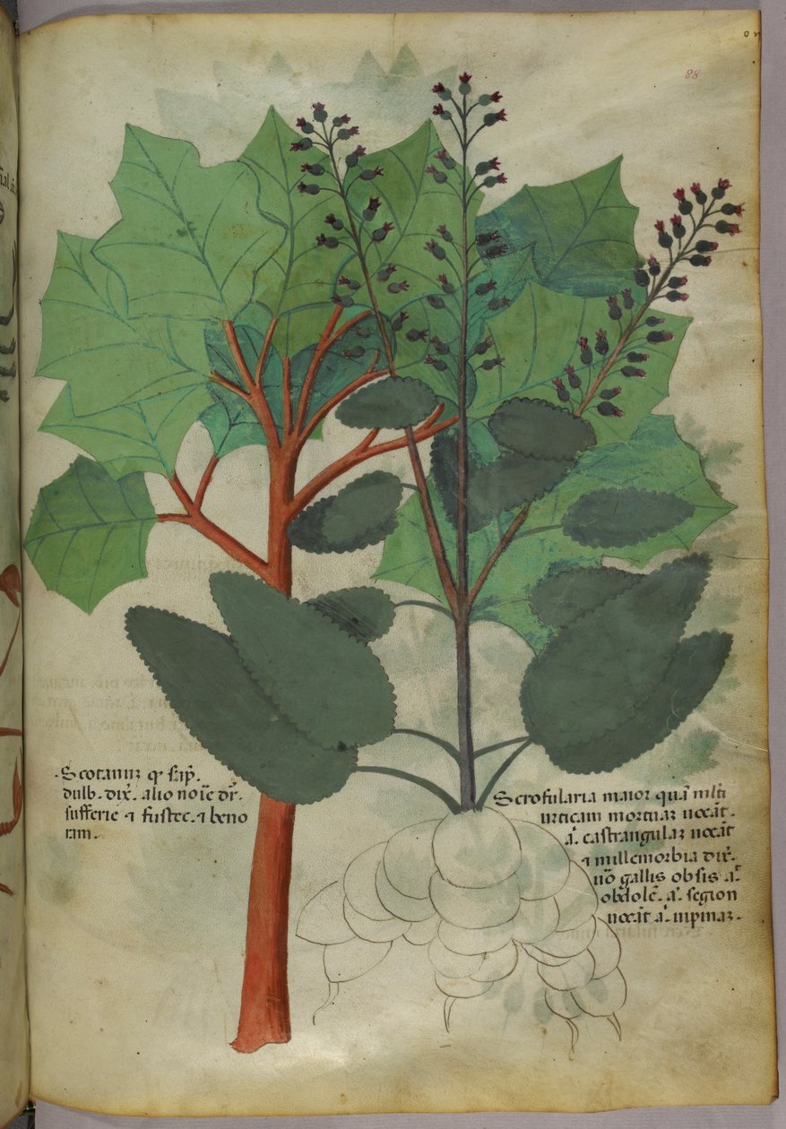 Botanical illustration, c.1440 by Italian School