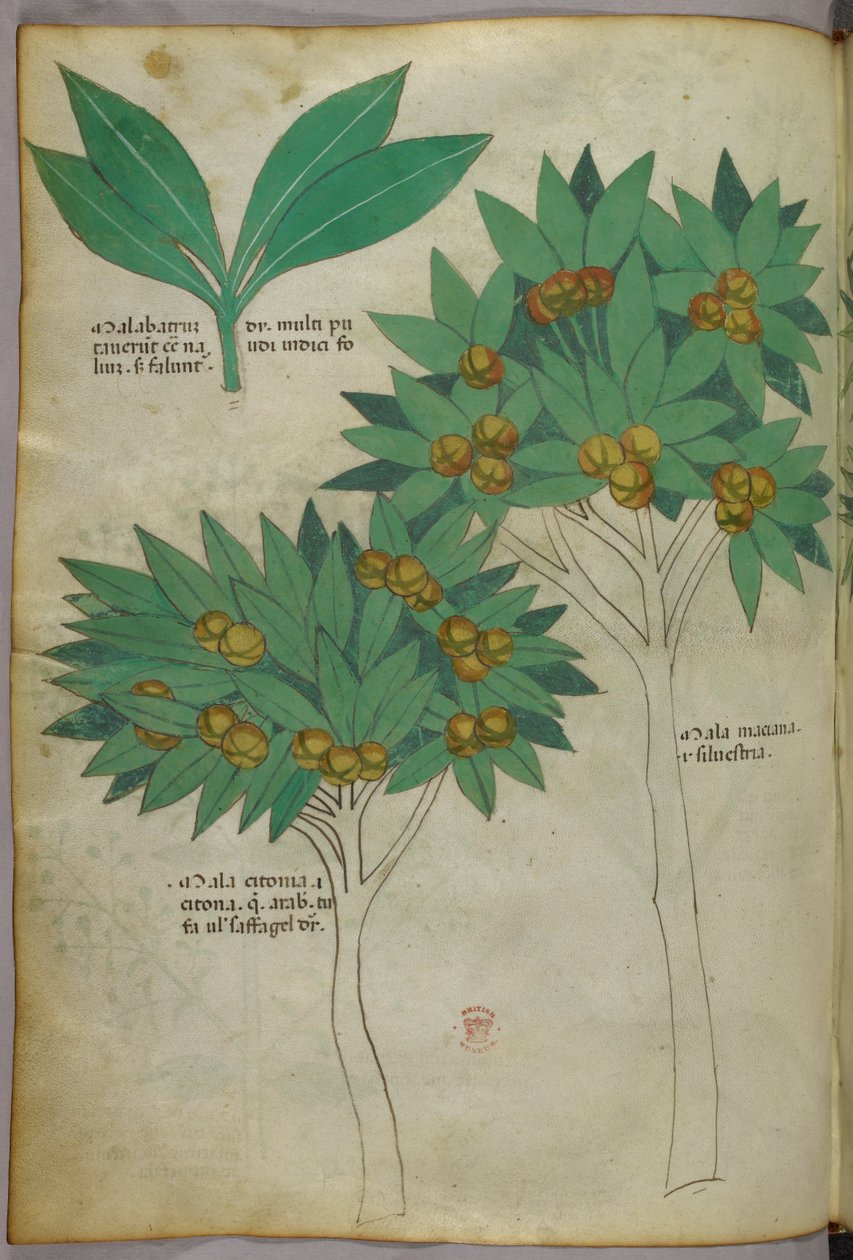 Botanical illustration, c.1440 by Italian School