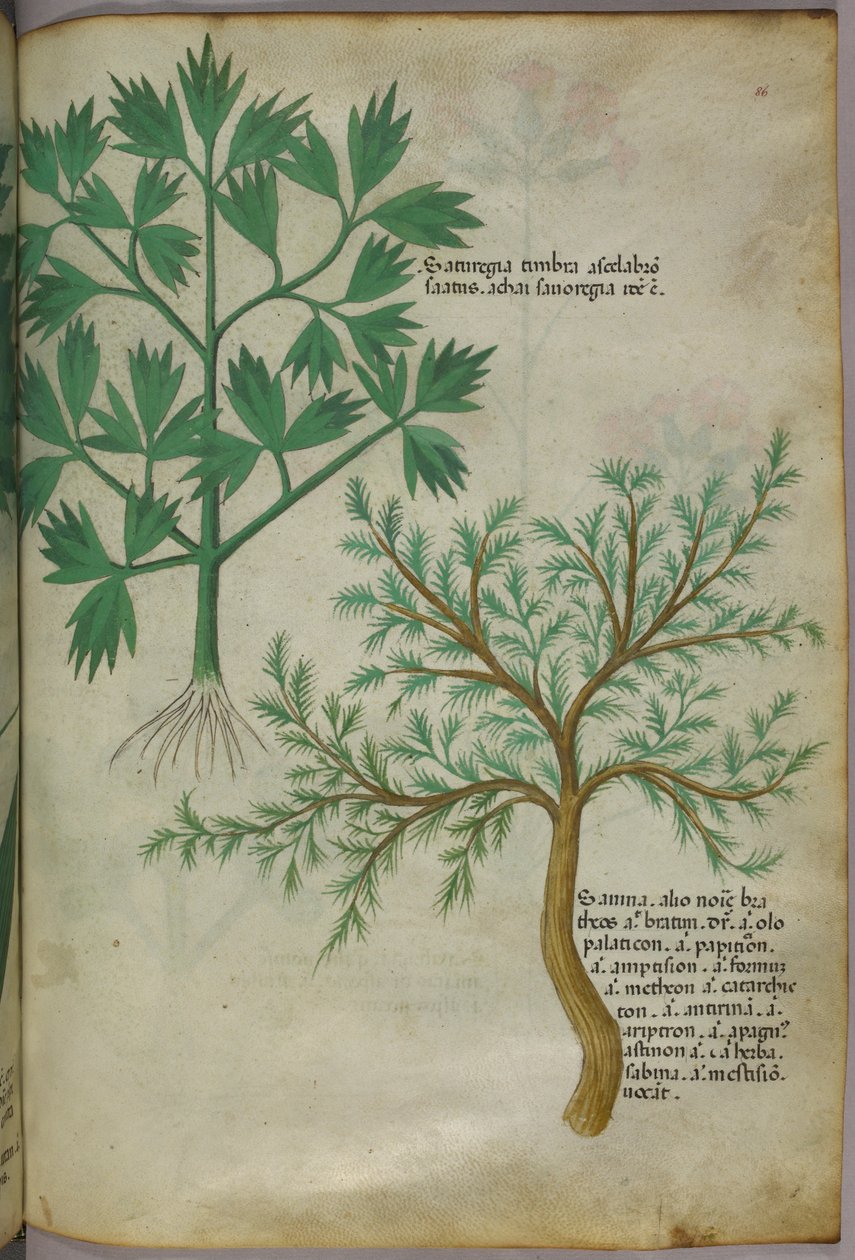 Botanical illustration, c.1440 by Italian School