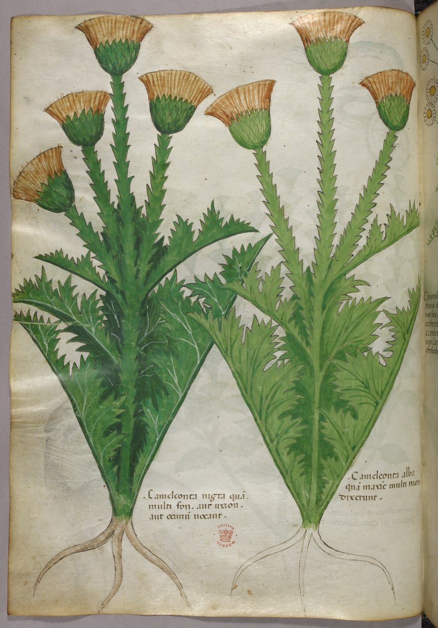 Botanical illustration, c.1440 by Italian School