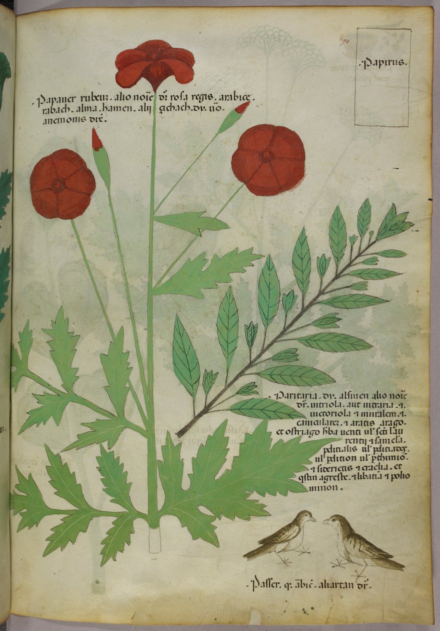 Botanical illustration, c.1440 by Italian School