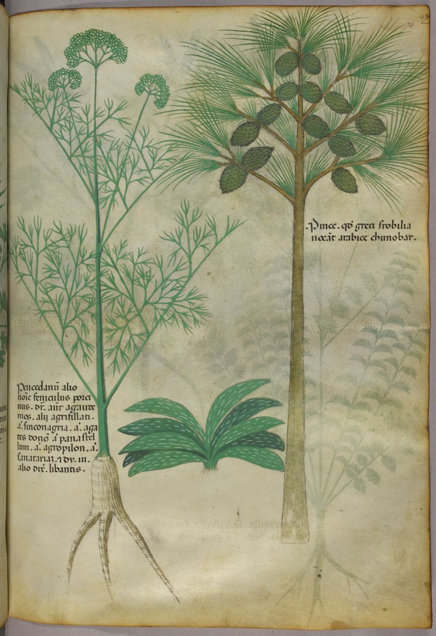 Botanical illustration, c.1440 by Italian School