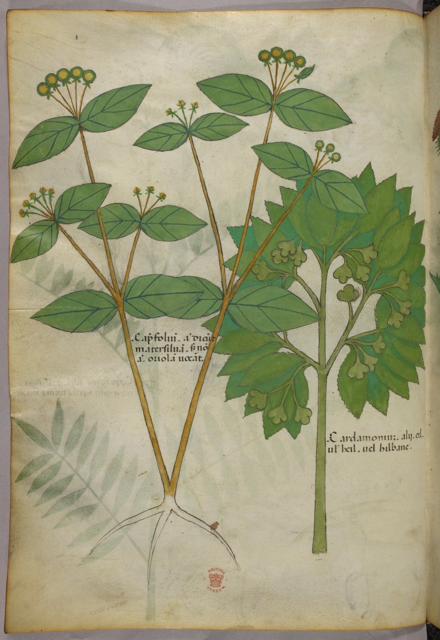 Botanical illustration, c.1440 by Italian School