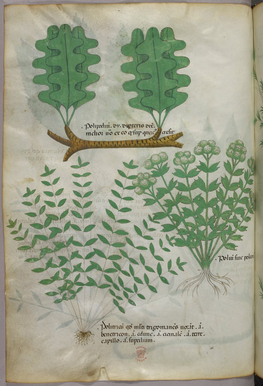 Botanical illustration, c.1440 by Italian School