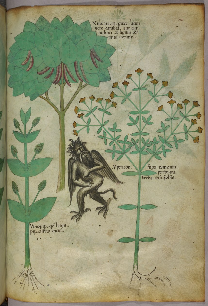 Botanical illustration of a plant and a demon; the herb Ypericon is supposed to repel demons, c.1440 by Italian School