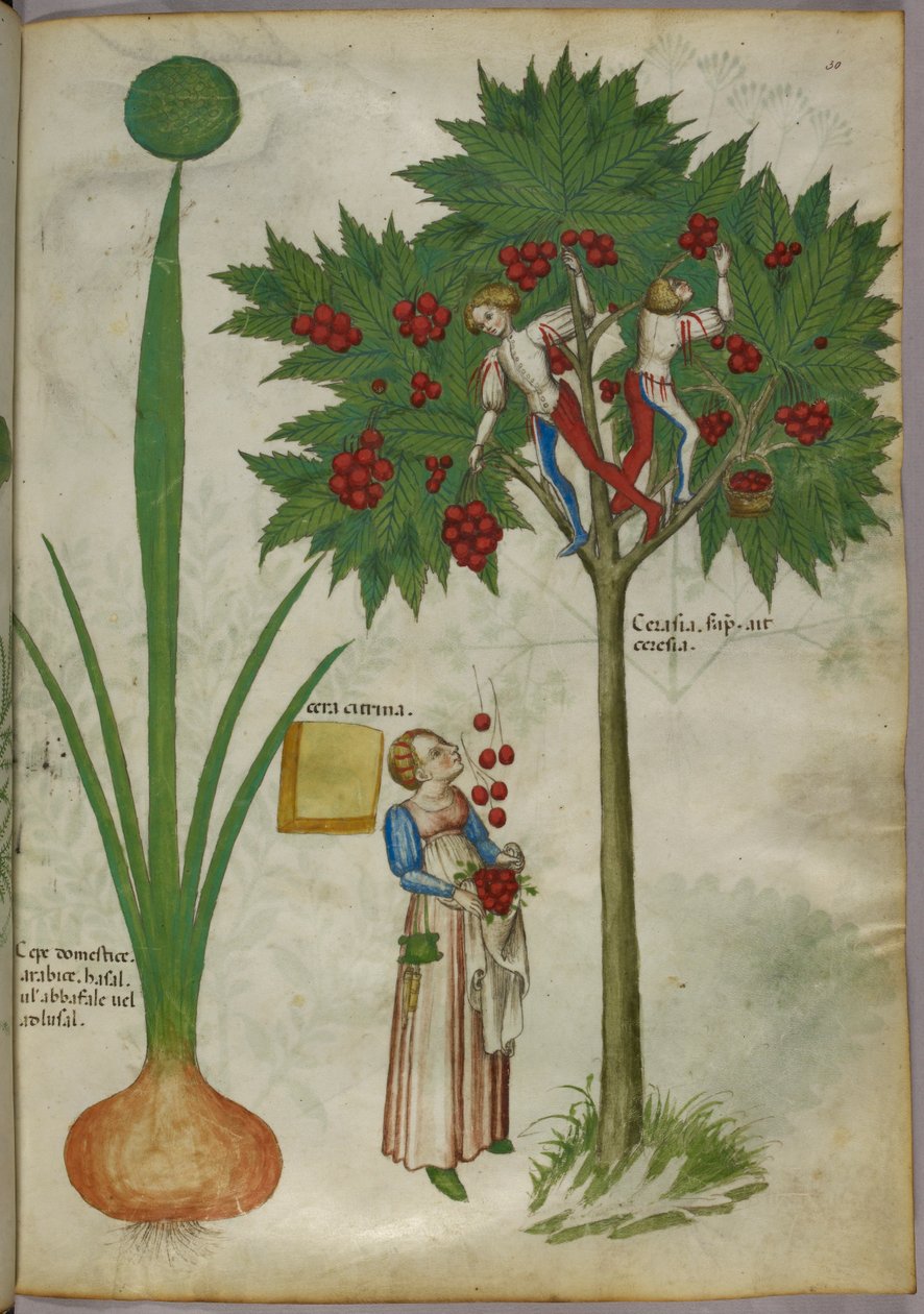 Botanical illustration of a plant and boys picking fruit from a tree by Italian School