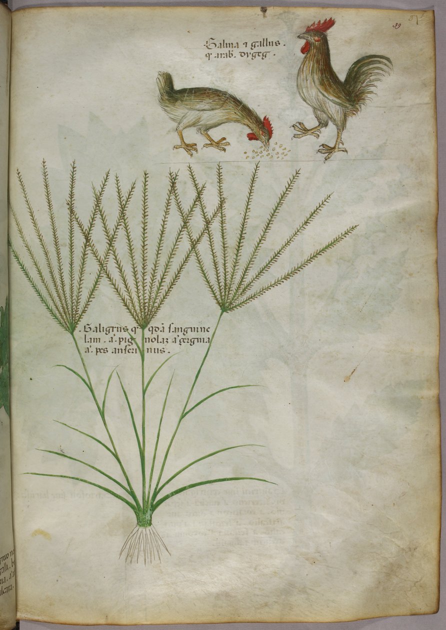 Botanical illustration of a plant and two roosters, c.1440 by Italian School