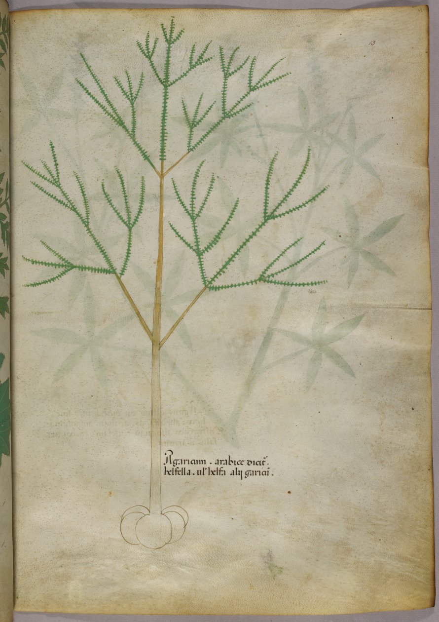 Botanical illustration of a plant, c.1440 by Italian School