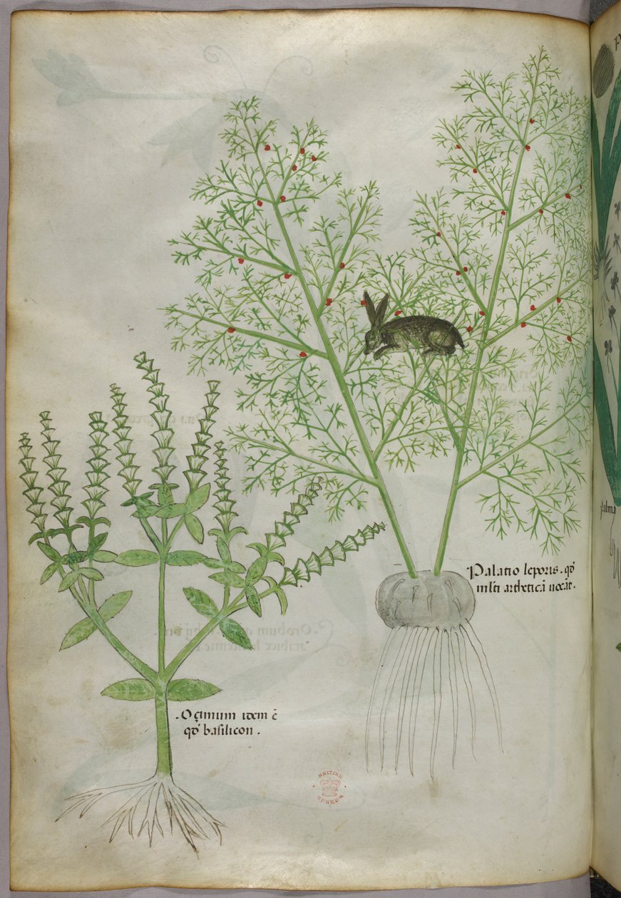 Botanical illustration of a sweet basil plant and a hare among asparagus, c.1440 by Italian School