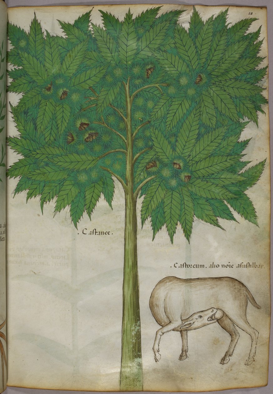 Botanical illustration of a tree and an animal by Italian School