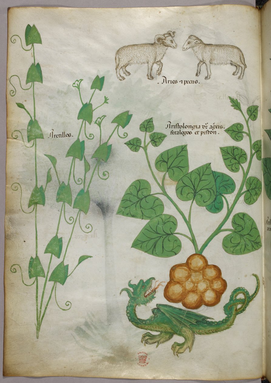 Botanical illustration of plants, a dragon and sheep, c.1440 by Italian School