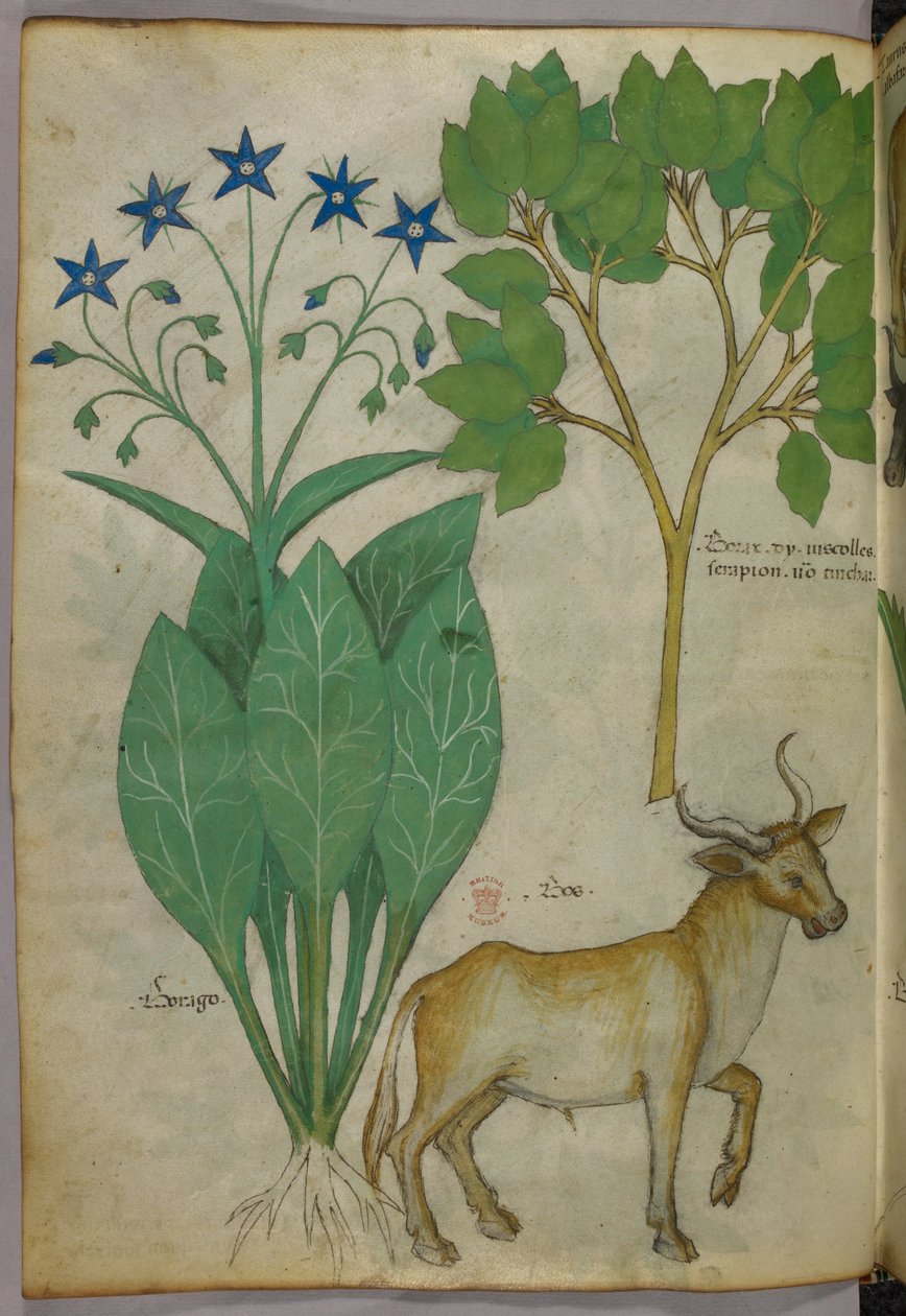 Botanical illustration of plants and a bull by Italian School