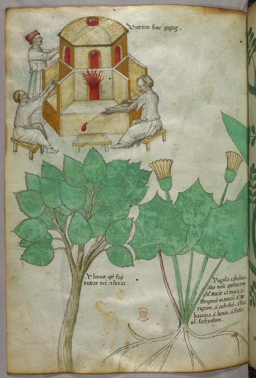 Botanical illustration of plants and glass-making illustration, c.1440 by Italian School