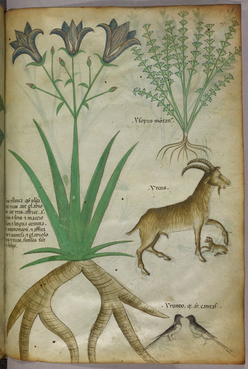 Botanical illustration of plants, birds and goats, c.1440 by Italian School