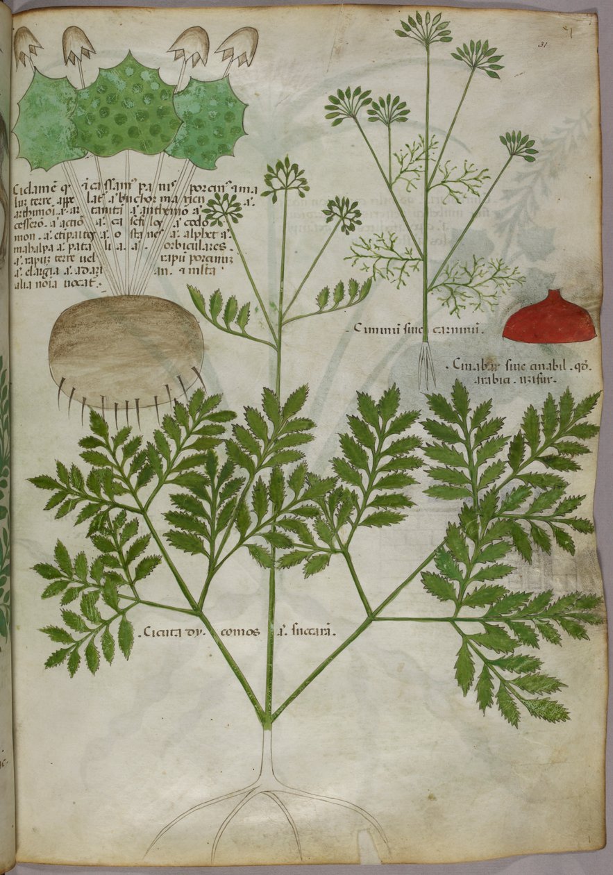 Botanical illustration of plants, c.1440 by Italian School