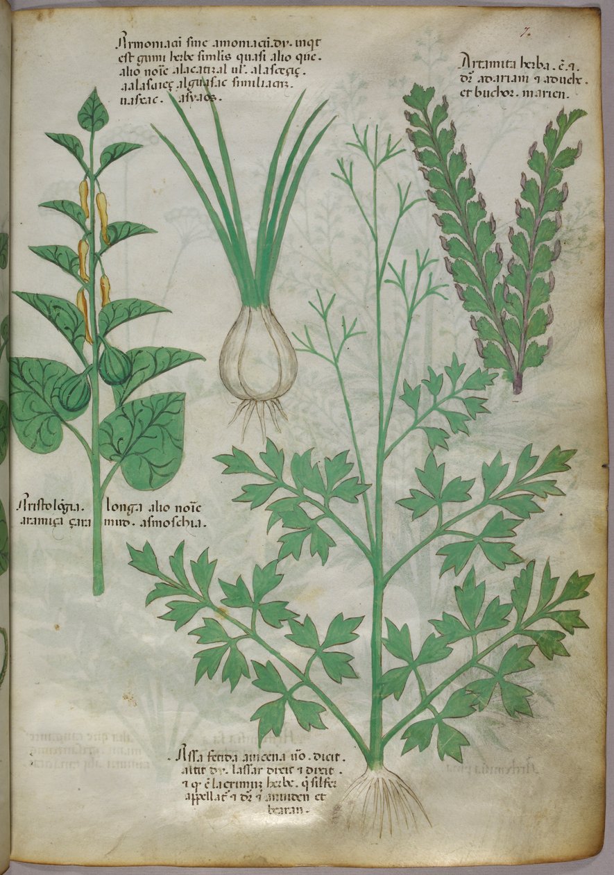 Botanical illustration of plants, c.1440 by Italian School