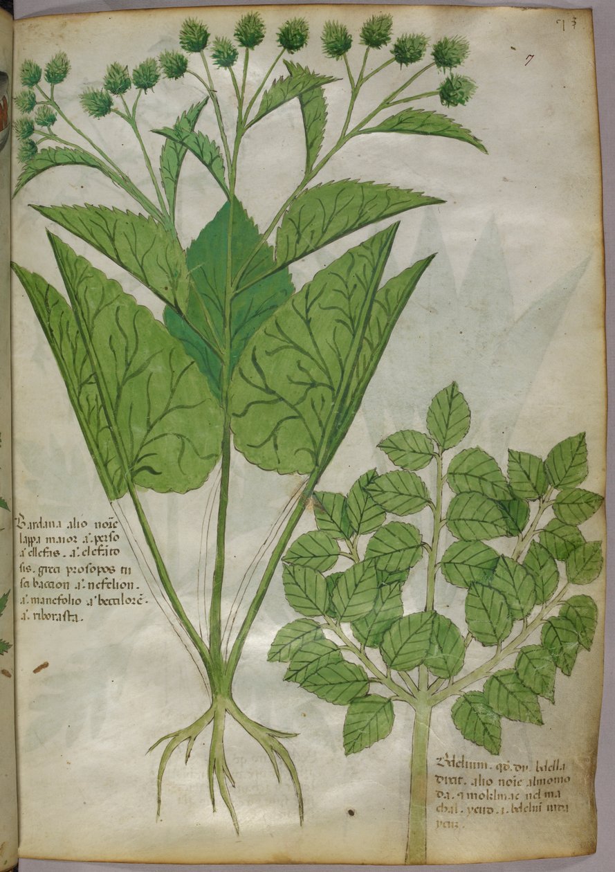 Botanical illustration of plants, c.1440 by Italian School