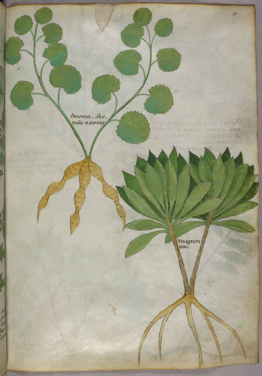 Botanical illustration of plants, c.1440 by Italian School