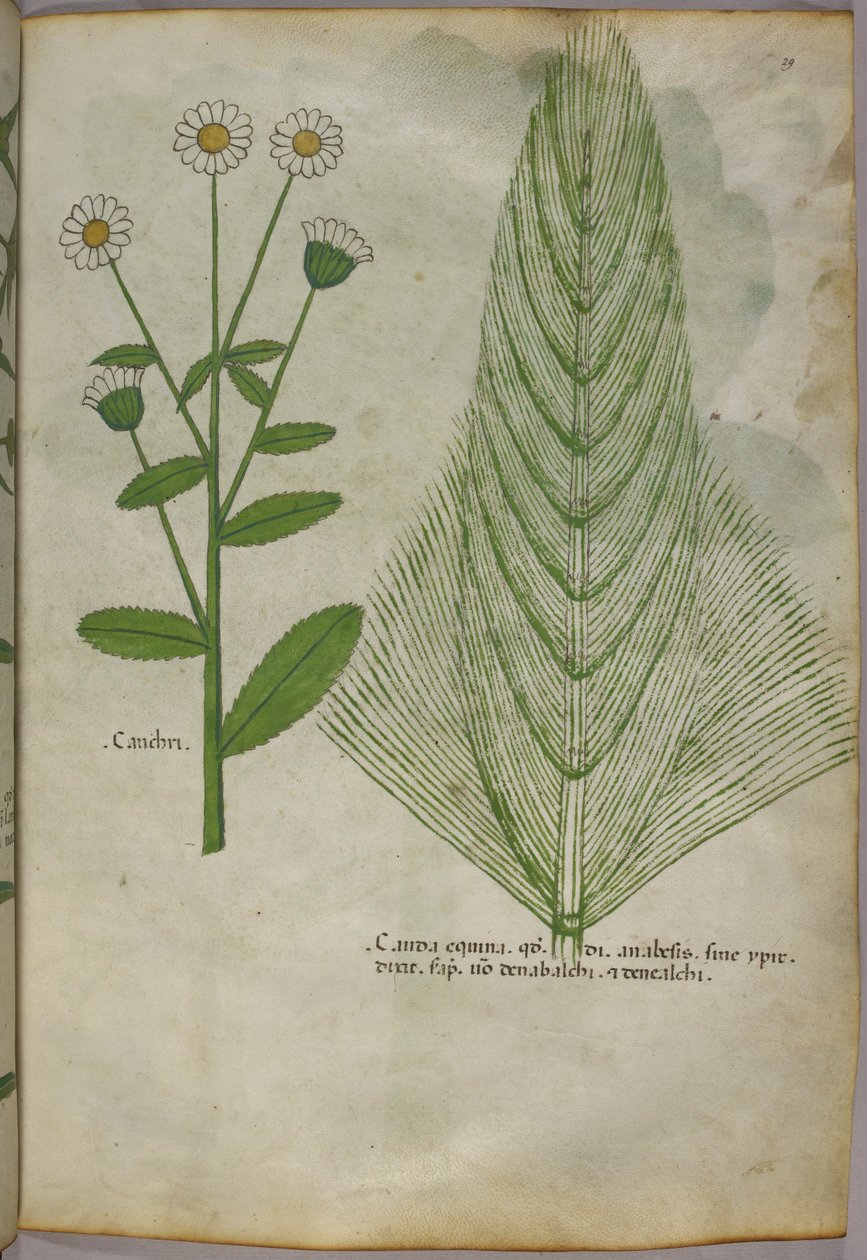 Botanical illustration of plants, c.1440 by Italian School