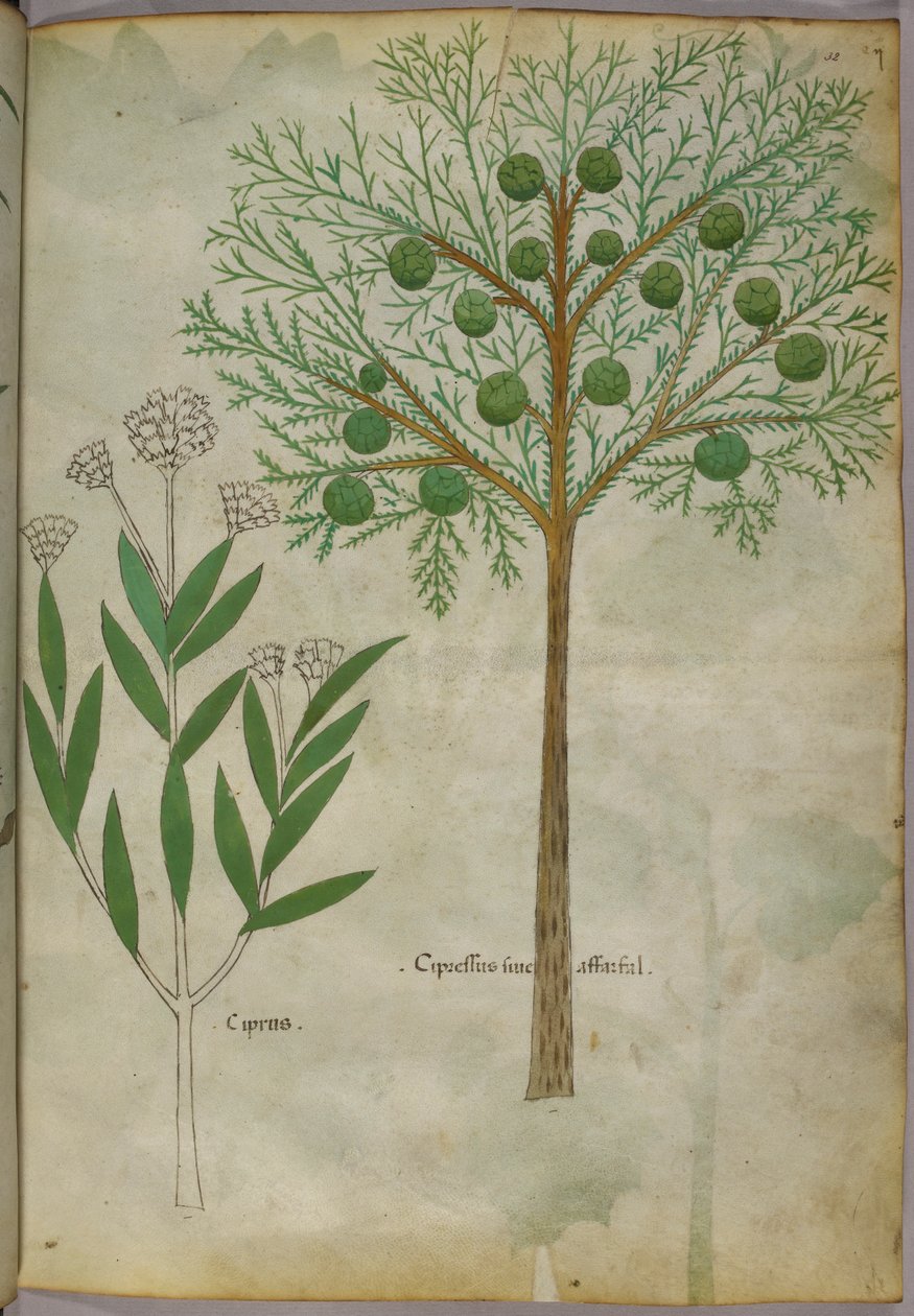 Botanical illustration of plants, c.1440 by Italian School
