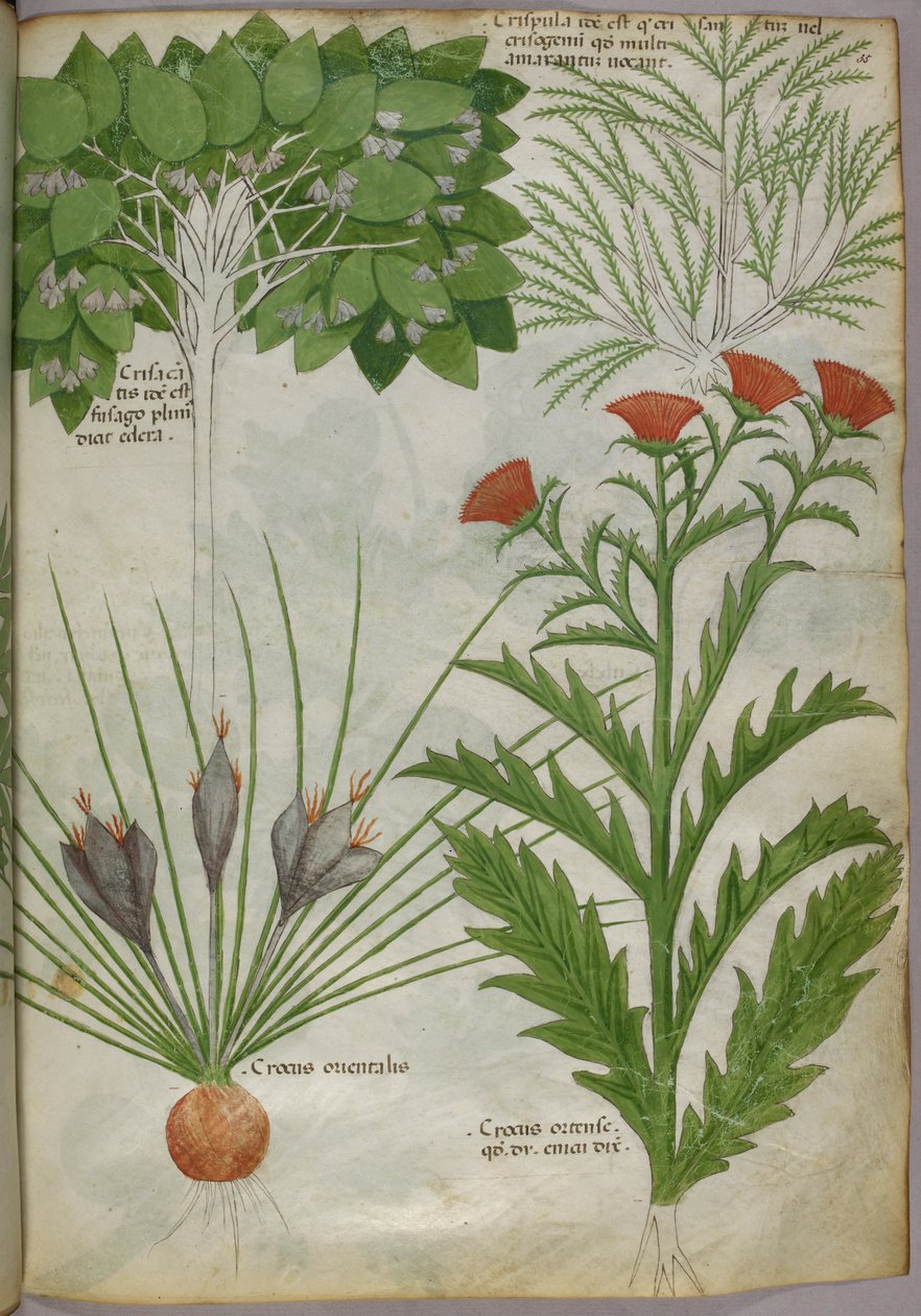 Botanical illustration of plants, c.1440 by Italian School