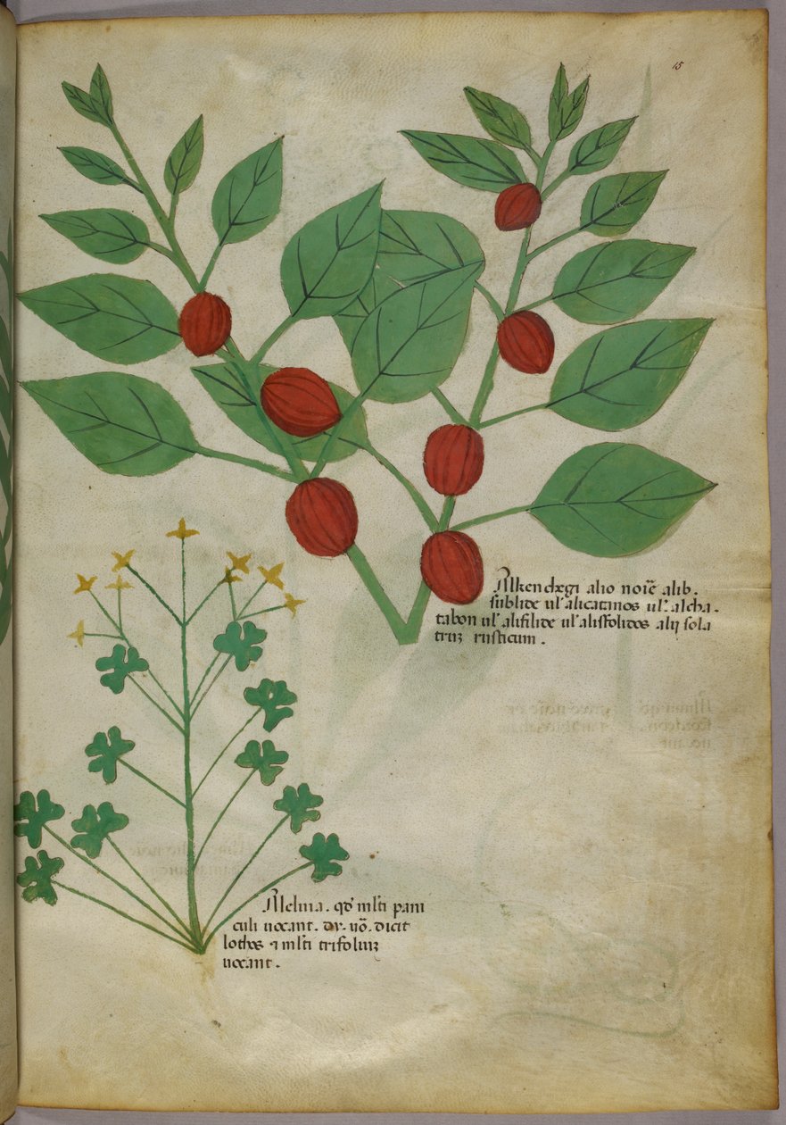 Botanical illustration of plants, c.1440 by Italian School