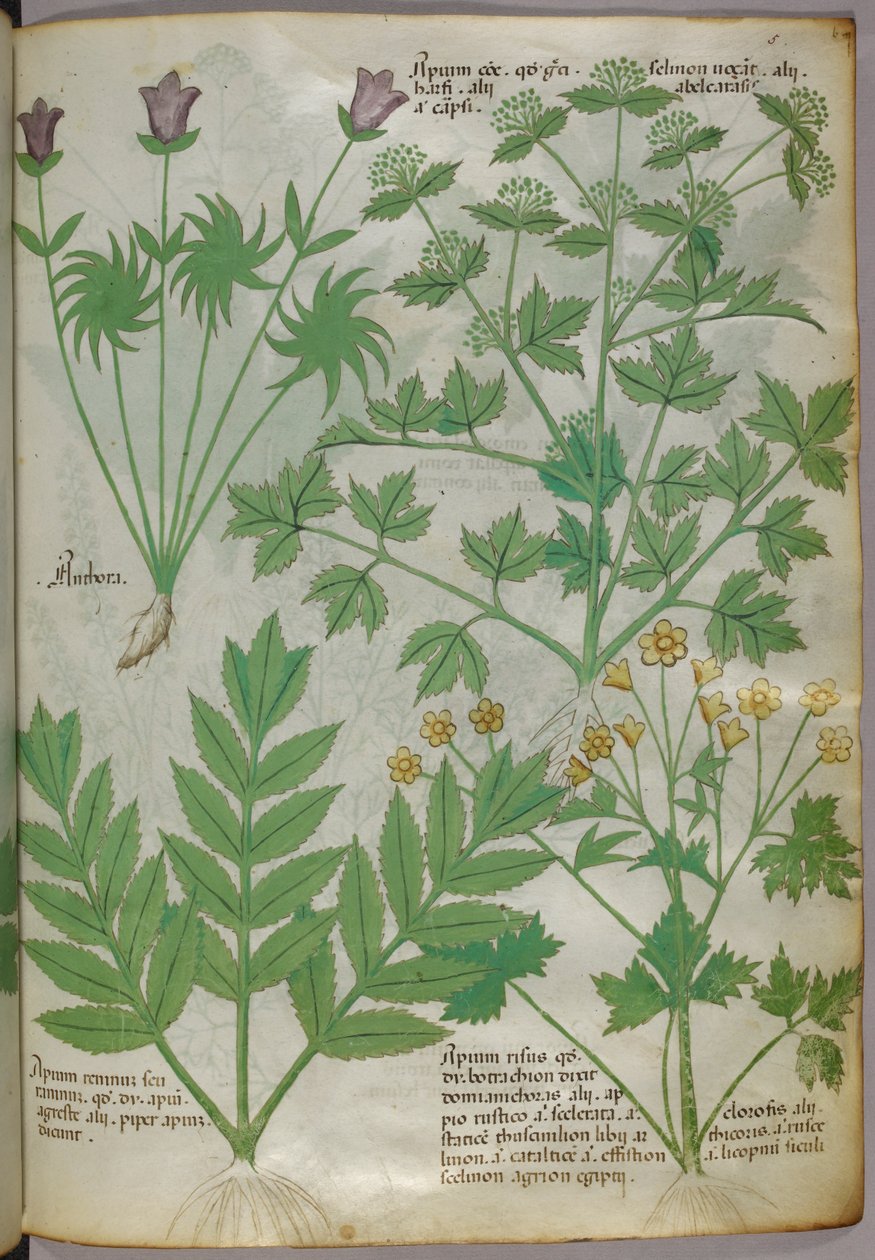 Botanical illustration of plants, c.1440 by Italian School