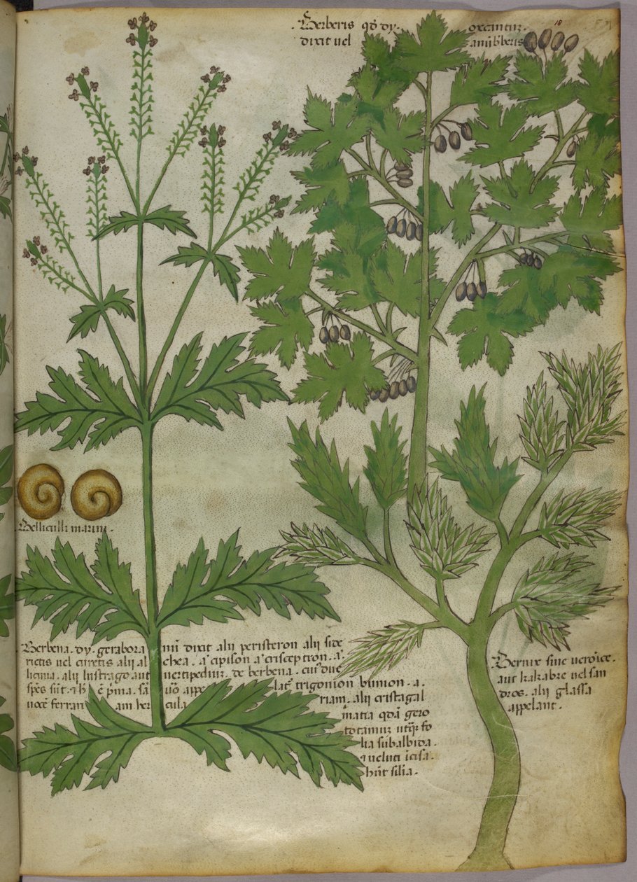 Botanical illustration of plants, c.1440 by Italian School