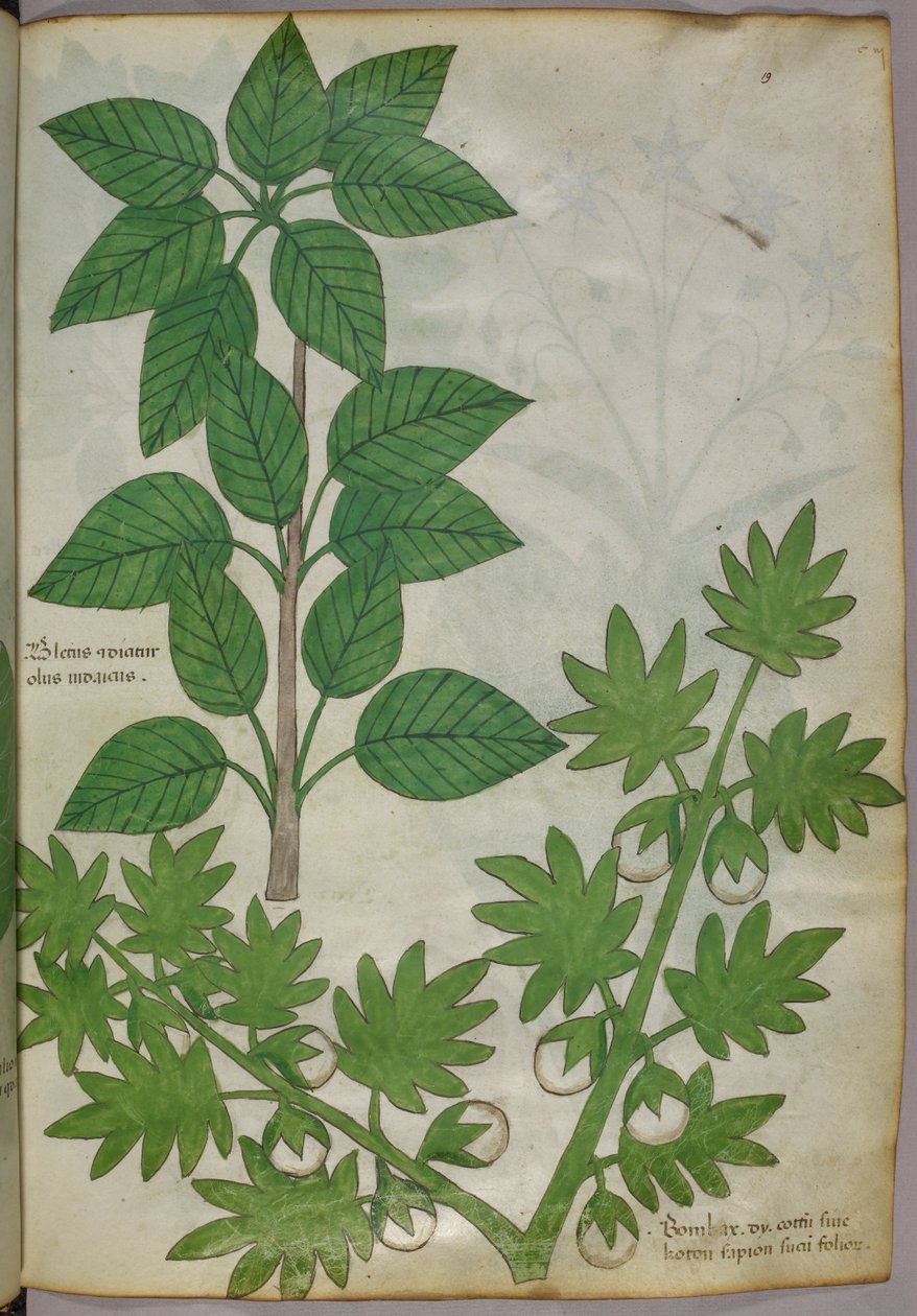 Botanical illustration of plants, c.1440 by Italian School